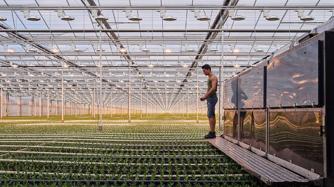 portrait of worker in huge greenhouse